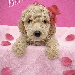 Bernedoodle, Goldendoodle, and Poodle Puppies from Kingdom Kennels
