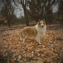 Collie puppies from Glenelg Collies