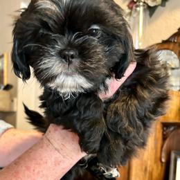Frankie - Black and white male Shih Tzu puppy in Victorville, California from Precioustzus