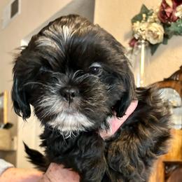 Frankie - Black and white male Shih Tzu puppy in Victorville, California from Precioustzus