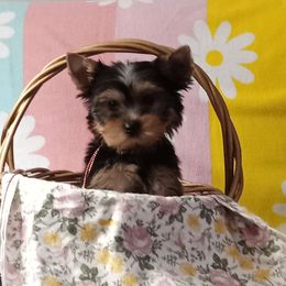 Frisco - Blue and gold male Yorkshire Terrier puppy in Pinellas Park, Florida from Silversands Yorkshire Terriers