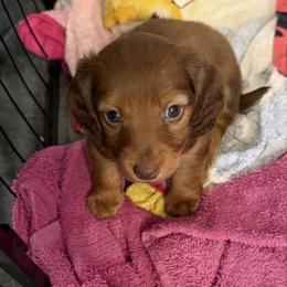 Peanut - Chocolate and tan male Dachshund puppy in St Johns, Arizona from Glamorous Doxies