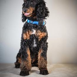 Elektra - Phantom female Poodle puppy in Caldwell, Idaho from Boise Doodle Co.