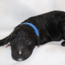 Goldendoodle Puppies from Davis Doodles