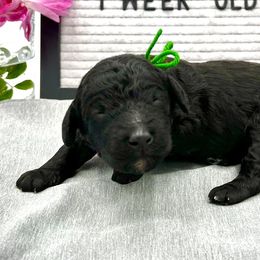 Girl 2 - Black Poodle puppy in Wildomar, California from Pounds Puppies Poodles