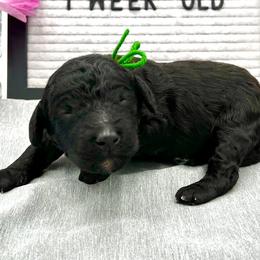 Girl 2 - Black Poodle puppy in Wildomar, California from Pounds Puppies Poodles