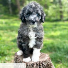 Grape Soda - Blue merle male Aussiedoodle puppy in Corydon, Indiana from Ridgeline Doodles