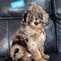 Reduced.....Lotus - Blue Merle Color - Merle male Goldendoodle puppy in Beecher, Illinois from Erica’s Doodles