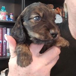 Brindle pending color test - Cream male Dachshund puppy in Port Charlotte, Florida from Vicki's Dachshund Crossing