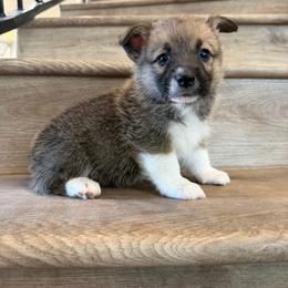 Jasper - Sable male Pembroke Welsh Corgi puppy in Phelan, California from Desert Sunset Pembroke Welsh Corgis