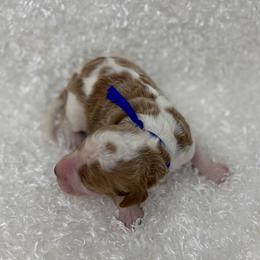 Cedar - Parti male Goldendoodle puppy in Casselberry, Florida from My Little Doodle