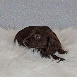 Dachshund Puppies from Newbern's Nuggets