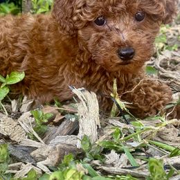 Bernedoodle, Cavapoo, Goldendoodle, and Poodle Puppies from Christine Greenberg