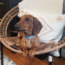Byron - Dachshund