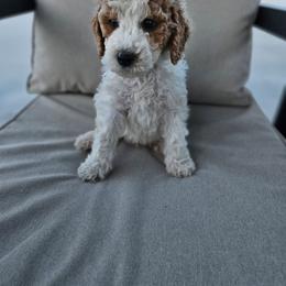 Boy 1 - Parti male Labradoodle puppy in Payson, Utah from Utah County Labradoodles