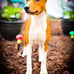 Jacob - Red and white male Basenji puppy in San Diego, California from Triforce Basenjis