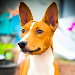 Jacob - Red and white male Basenji puppy in San Diego, California from Triforce Basenjis