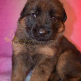 Red Collar - Sable male German Shepherd puppy in Orlando, Florida from AceHaven Canines