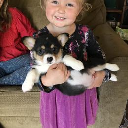 American Corgi and Pembroke Welsh Corgi Puppies from High Hopes Farm