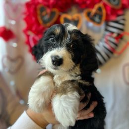 Harper - Tri-color Bernedoodle puppy in Maryville, Missouri from M&M Mini Bernedoodles