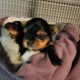 Yorkshire Terrier Puppies from Dana's Yorkies