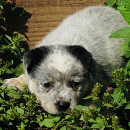Mia - Blue female Australian Cattle Dog puppy in Redding, California from Lone Pine Kennel and Rush Creek Aussies