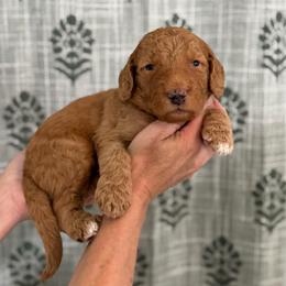 Funshine Bear- Yellow Collar - Red  male Goldendoodle puppy in Bay City, Texas from Charming Doods Goldendoodles
