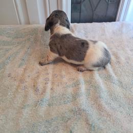 Blue - Dapple male Dachshund puppy in Crab Orchard, Kentucky from Lucy’s legacy dachshunds
