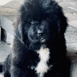 Newfoundland Puppies from CBN