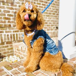 Bella - Goldendoodle