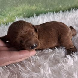 Boy 3 - male Cavapoo puppy in Centerton, Arkansas from Velvet Paws Cavapoos