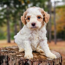 Saturn - Parti female Goldendoodle puppy in Pittsburg, Texas from Grace Springs Goldendoodles