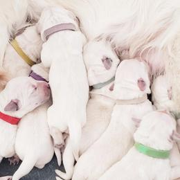 Golden Retriever and Labrador Retriever Puppies from Sierra Hills Retrievers