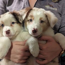 Australian Shepherd and Boston Terrier Puppies from PrimaShowDogs