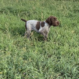Wirehaired Pointing Griffon Puppies from High Point Griffons