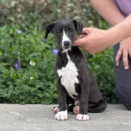 Jax - Black male Whippet puppy in Sugar Valley, Georgia from Pinnacle Farm and Kennel