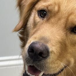 Golden Retrievers from Castleton Brooks Goldens