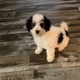 Sylvester - Parti male Maltipoo puppy in Wayland, New York from Loris Pampered Pooches💕