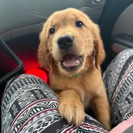 Green - Dark golden male Golden Retriever puppy in Sedalia, Missouri from Bee’s Retrievers