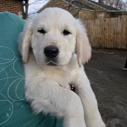 Green collar - Light golden male Golden Retriever puppy in Waynesburg, Ohio from Avalon English Retrievers