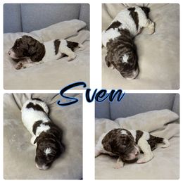 Goldendoodle and Poodle Puppies from Wonderland Kennel