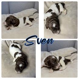 Goldendoodle and Poodle Puppies from Wonderland Kennel