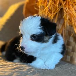 Cocoa (Olive) - Black and tan female Pembroke Welsh Corgi puppy in Lima, New York from Hickory Springs Corgis