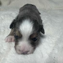 Korry - Blue merle female Miniature Australian Shepherd puppy in Reidsville, North Carolina from Cherry Grove Kennel