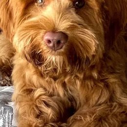 Australian Labradoodles from Memory Lake Labradoodle