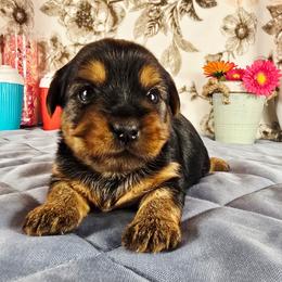 Jax - Black and gold male Yorkshire Terrier puppy in Callahan, Florida from Nikki's Precious Yorkies