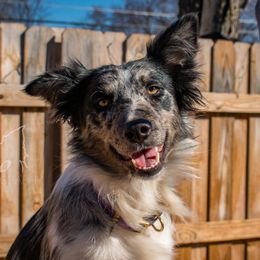 Wisp - Border Collie
