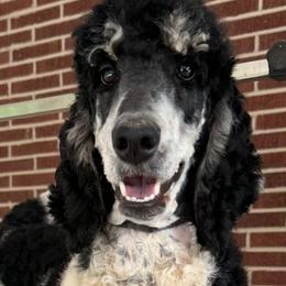 Maggie - Poodle