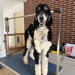 Maggie - Poodle