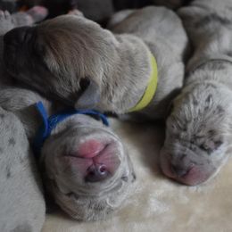 Great Dane Puppies from Bond Acres Great Danes